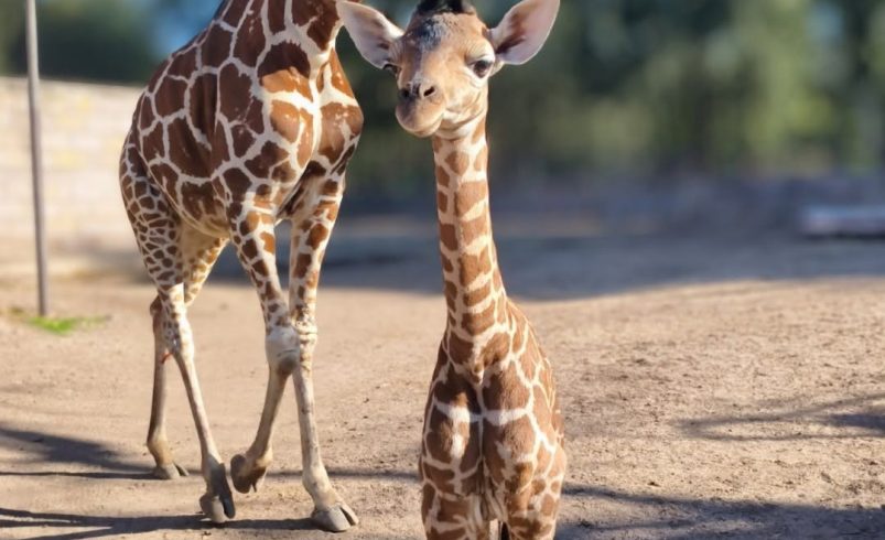 ZooLeón celebra 29 nuevos nacimientos y refuerza su trabajo por la conservación de especies