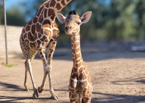 ZooLeón celebra 29 nuevos nacimientos y refuerza su trabajo por la conservación de especies